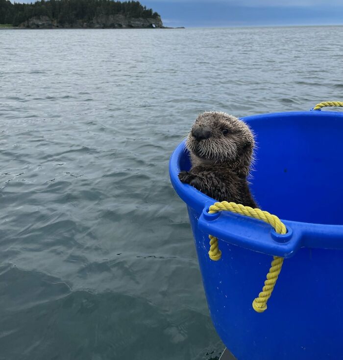 Esta nutria bebé en una bañera