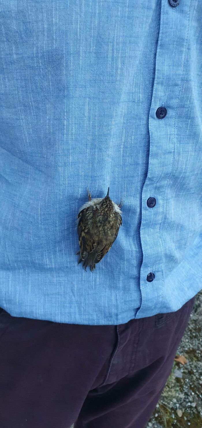 Hoy, este pájaro se posó en mi camiseta y se quedó dormido