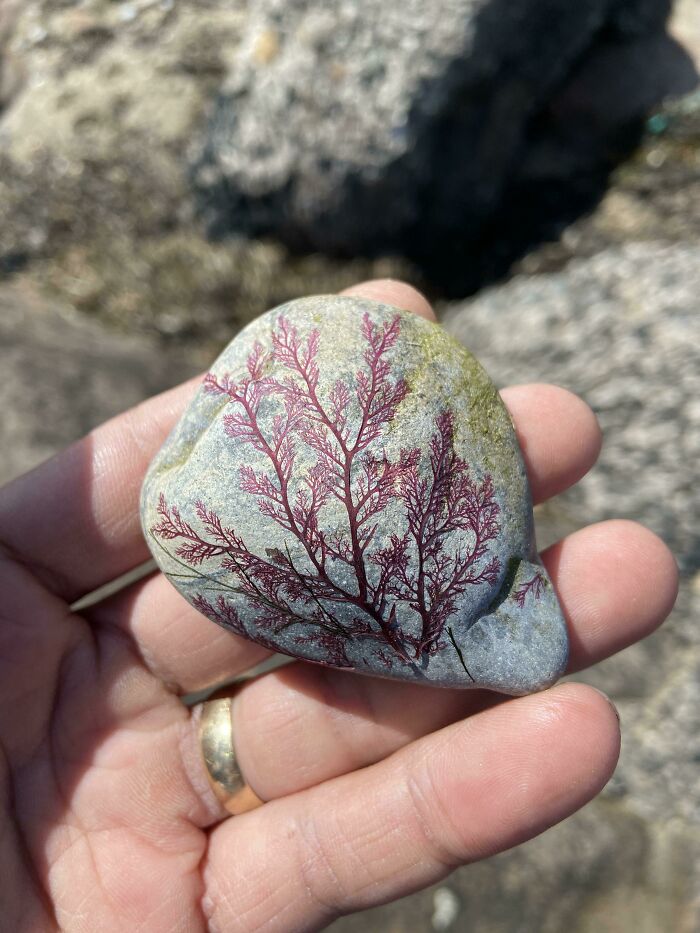 Encontré una roca con un alga seca pegada a ella