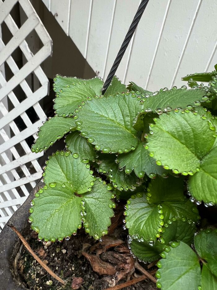 La forma en la que estas gotas de agua se acumularon sobre los bordes de mi planta de fresas