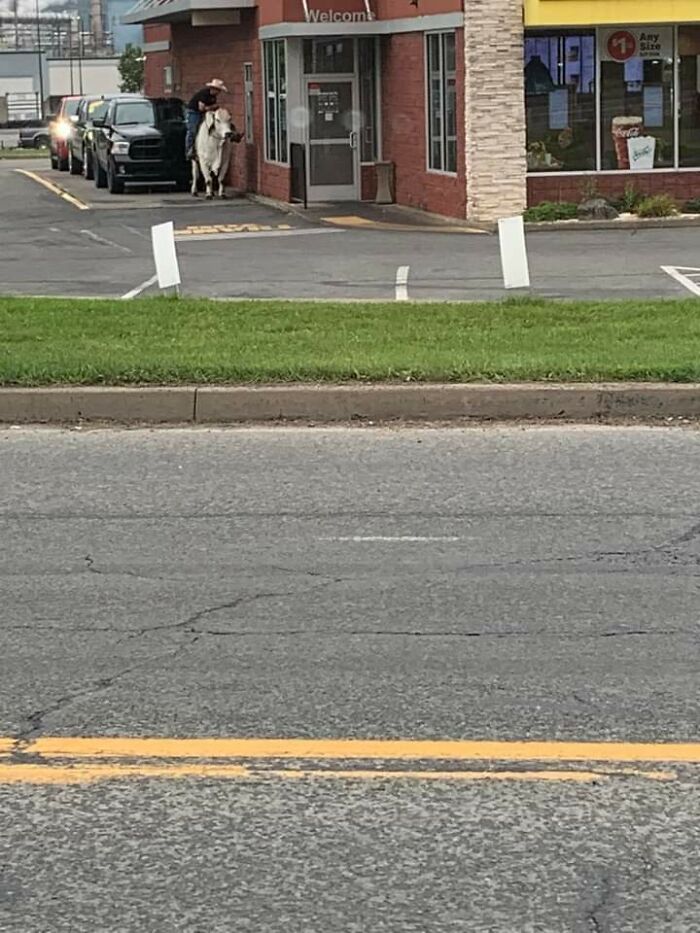 Esta persona montada en una vaca en el autoservicio de McDonald's 