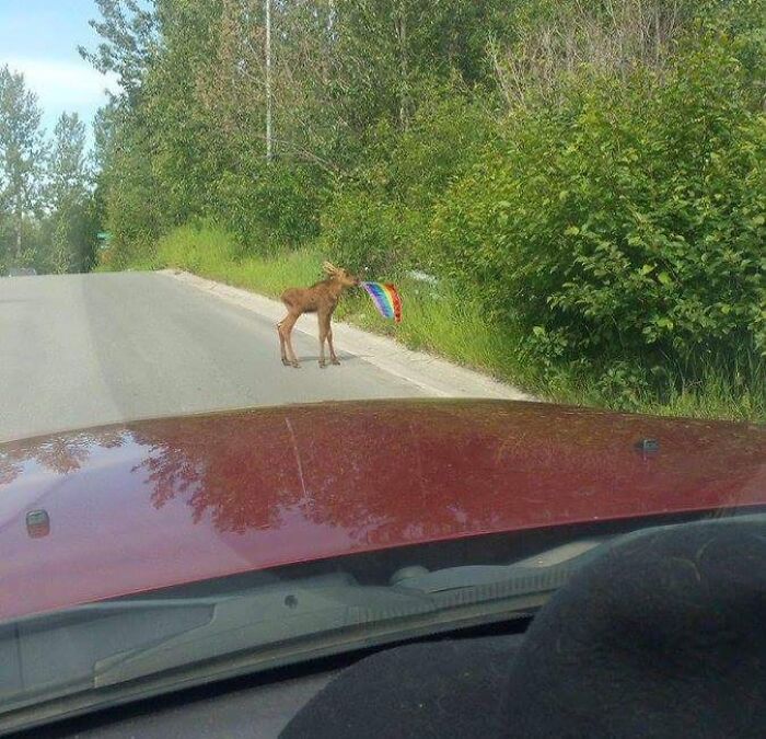 Sólo en Canadá encontrarás un bebé alce con una bandera del Orgullo