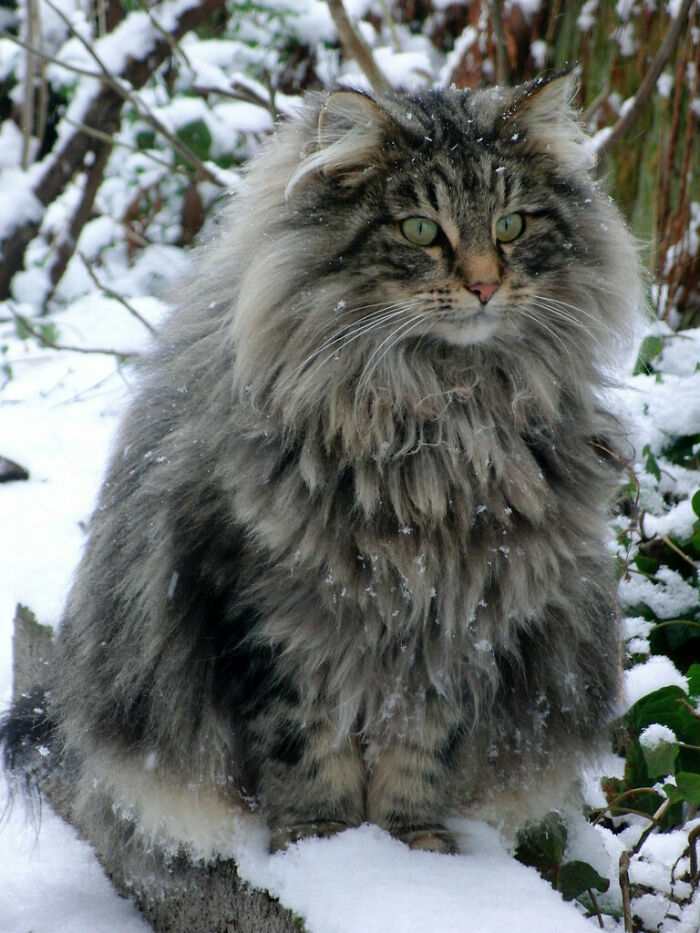 Soy un gato bosque de Noruega. ¿Cómo te va?