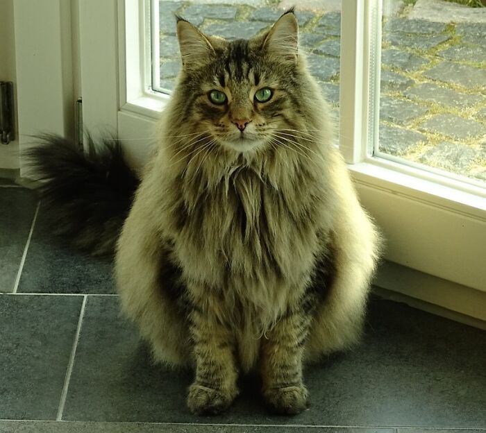 Este es un gato bosque de Noruega. A menudo pensamos que son gordos o que están sobrealimentados, pero en realidad son extremadamente peludos debido al clima frío del que provienen 