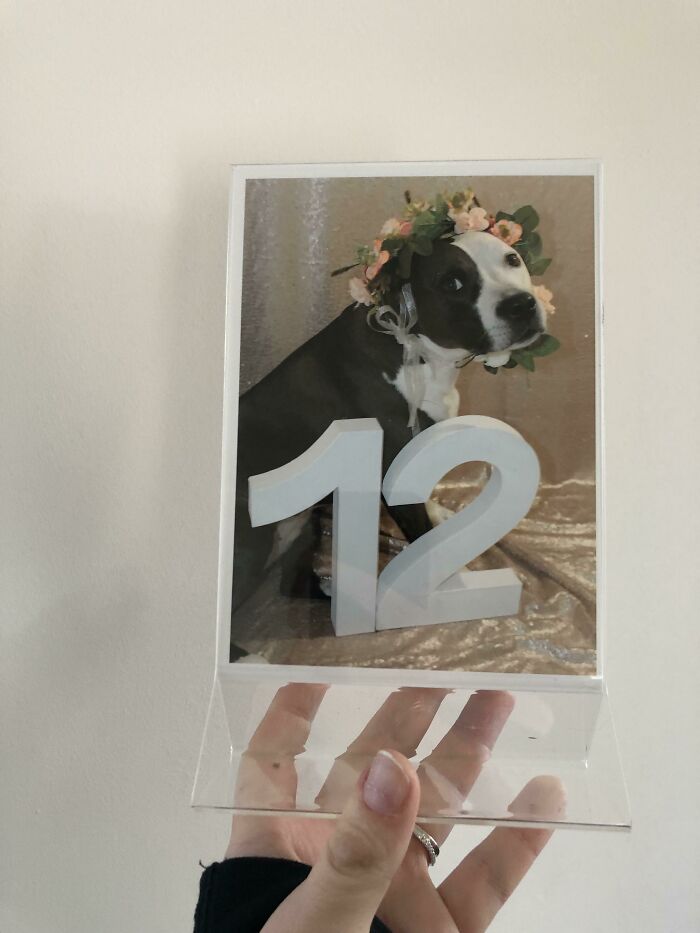 Fotografié a mis perros para mis números de mesa caseros