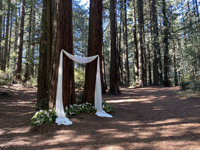 Nuestra pequeña boda casera en el bosque de secoyas