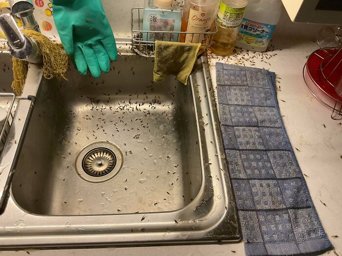 Un miembro de la familia se olvidó de apagar la luz del fregadero durante la noche