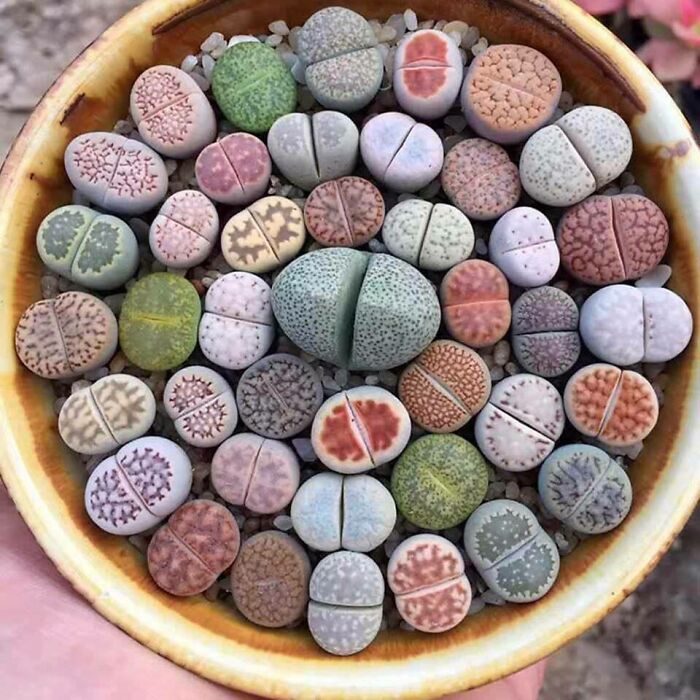 Los Lithops son plantas sudafricanas que han evolucionado para parecerse a las piedras