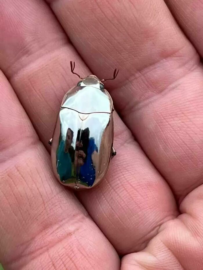 El caparazón de este escarabajo parece un espejo