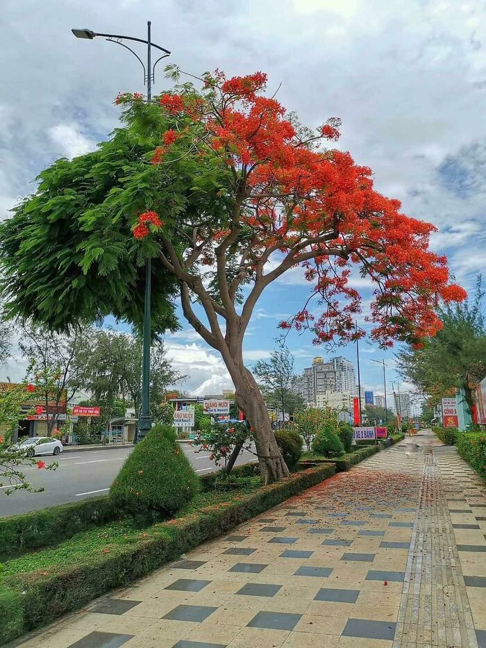 Este árbol bicolor