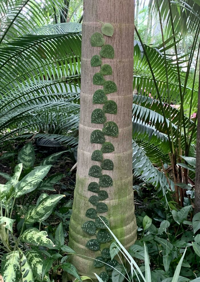 Esta planta creciendo en una palmera