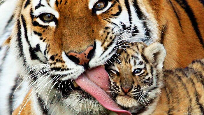 Un tigre y su cachorro