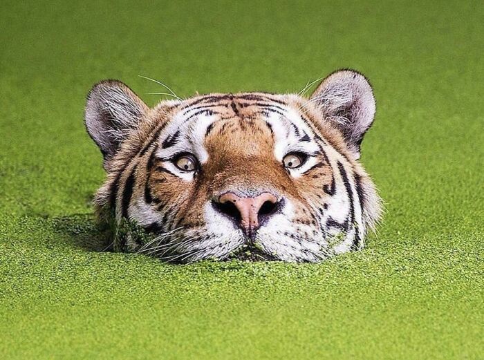Tigre nadando entre la vegetación