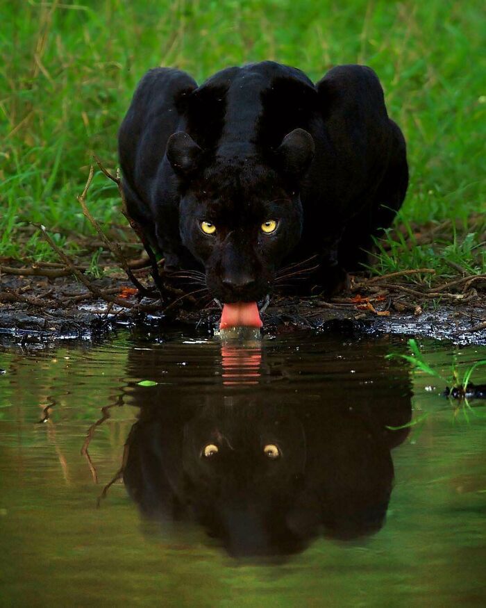 La pantera negra