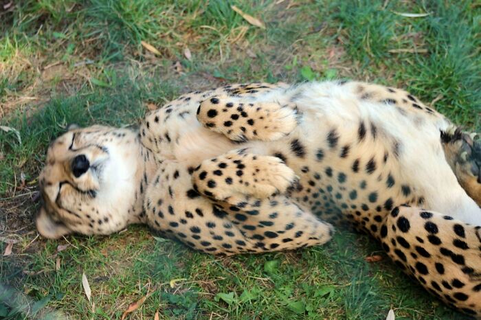 Guepardo durmiendo
