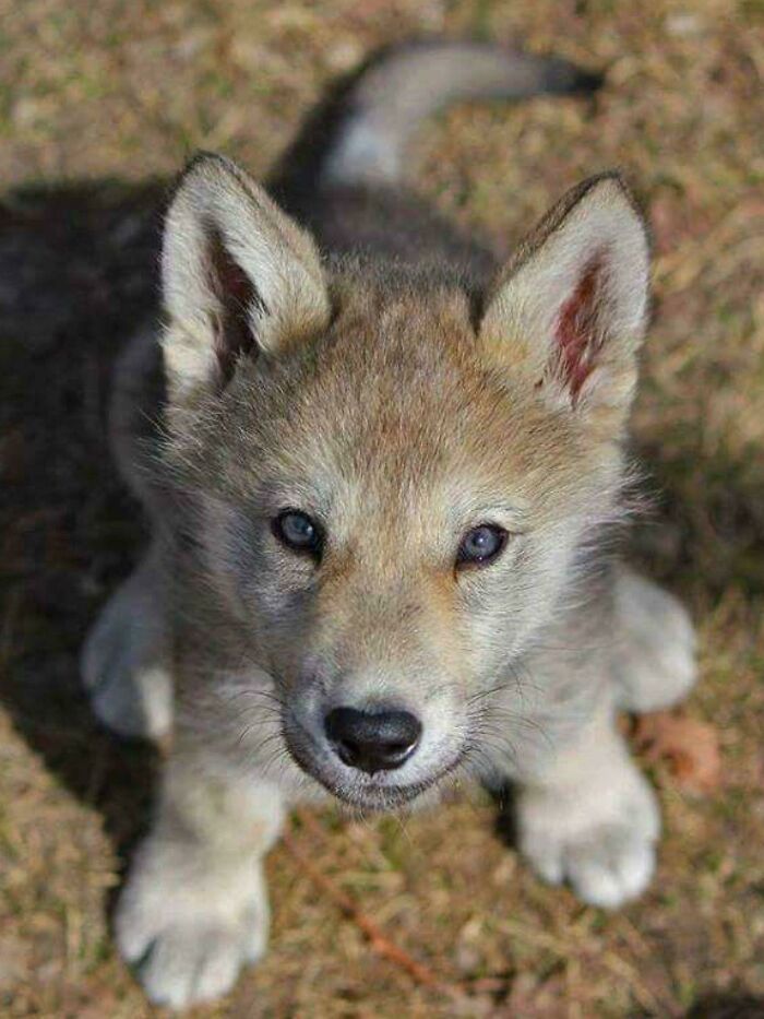 Lindo lobito