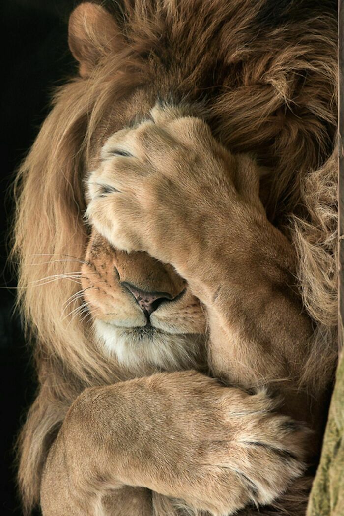 El león tímido ante la cámara