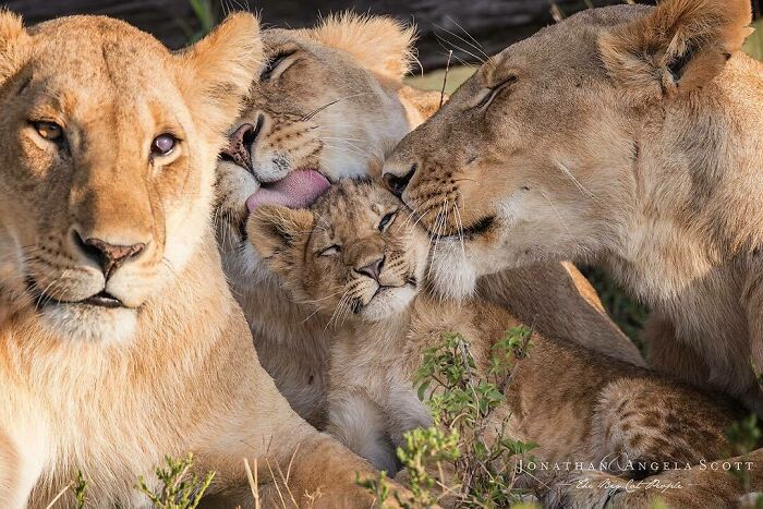 Un leoncito recibe los mimos de las leonas