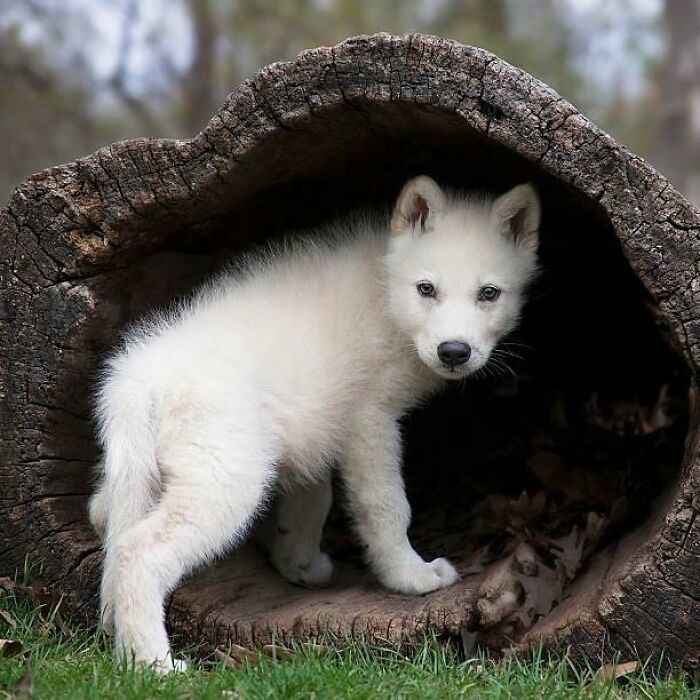 Un hermoso lobito