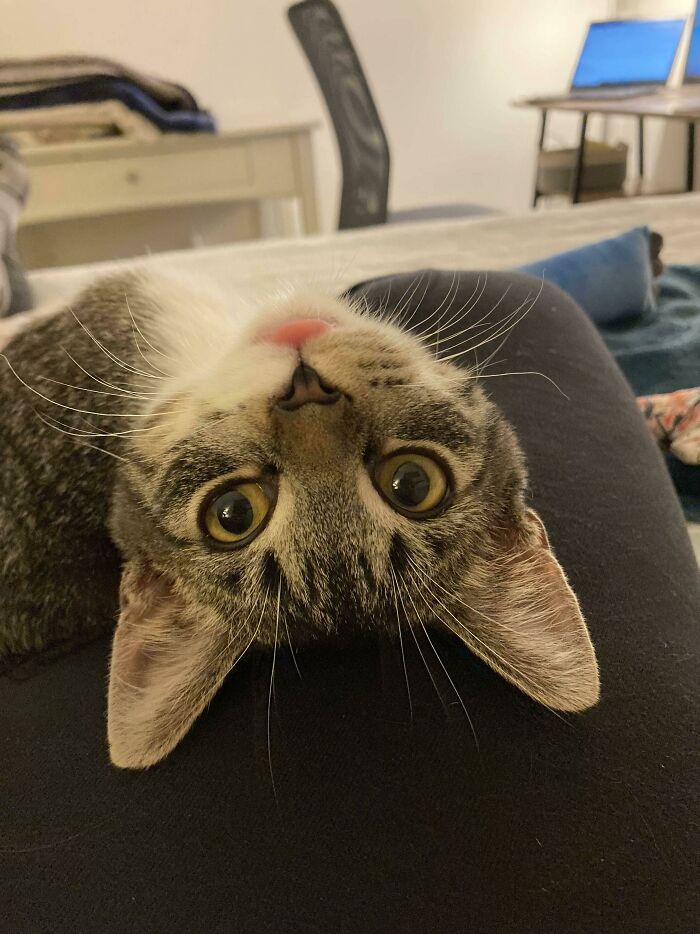 Mi novia adoptó el gatito que encontré debajo de mi Jeep. Creo que está feliz de estar en casa