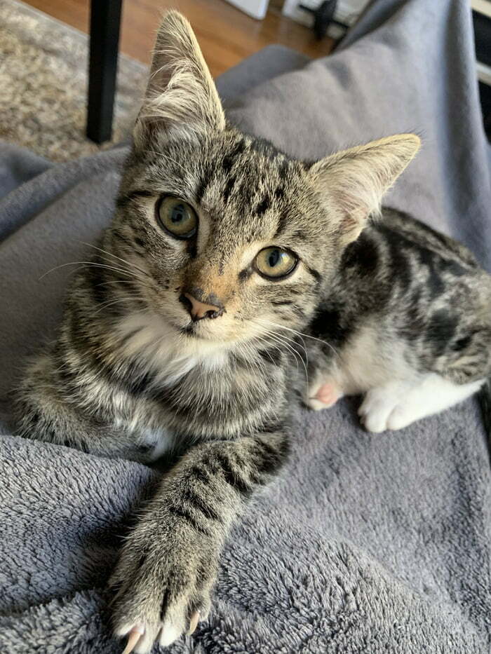 Adopté a un gato hoy 