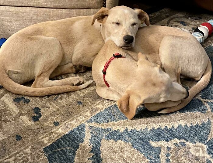 Fuimos a adoptar uno pero no pudimos separar a las hermanas. Bienvenidos a casa, Butter y Biscuit