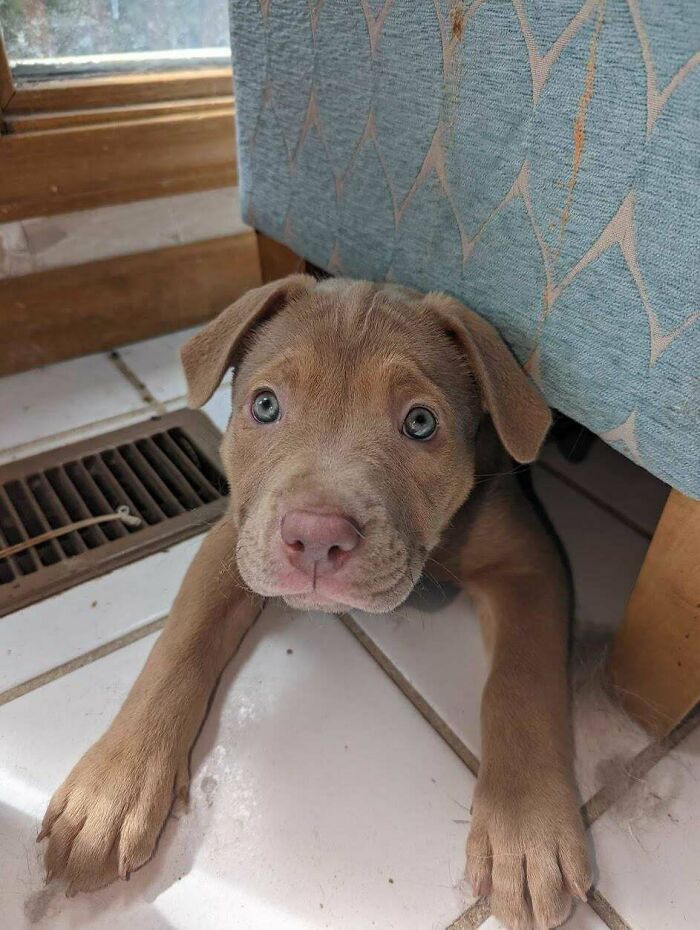 Creo que acabamos de adoptar el cachorro más bonito que jamás haya existido