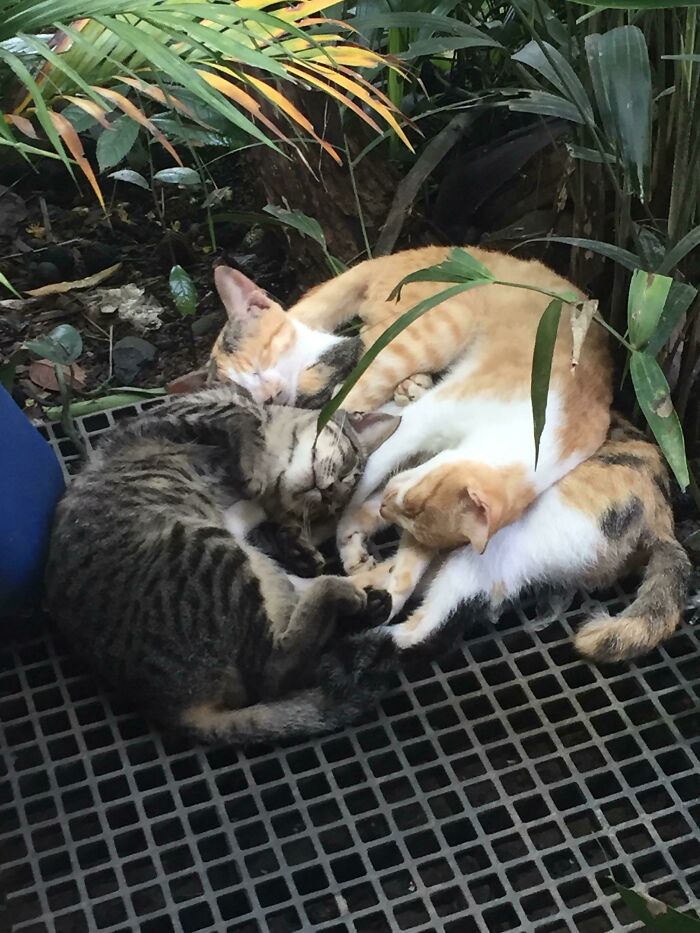 Mi madre adoptó un gato callejero. Después de una semana, el gato trajo otros dos
