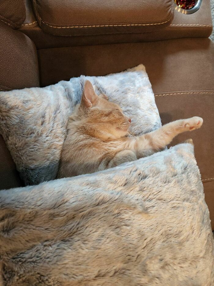 Ya es oficial. Nuestro chico callejero nos adoptó y vivirá feliz para siempre, arropado en su casa