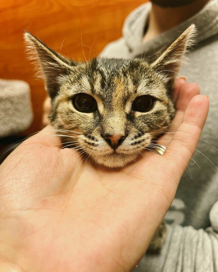 Adoptamos a la gatita más aterrorizada del refugio y nos alegramos de que ya no tenga miedo. Bienvenida a casa Cleo