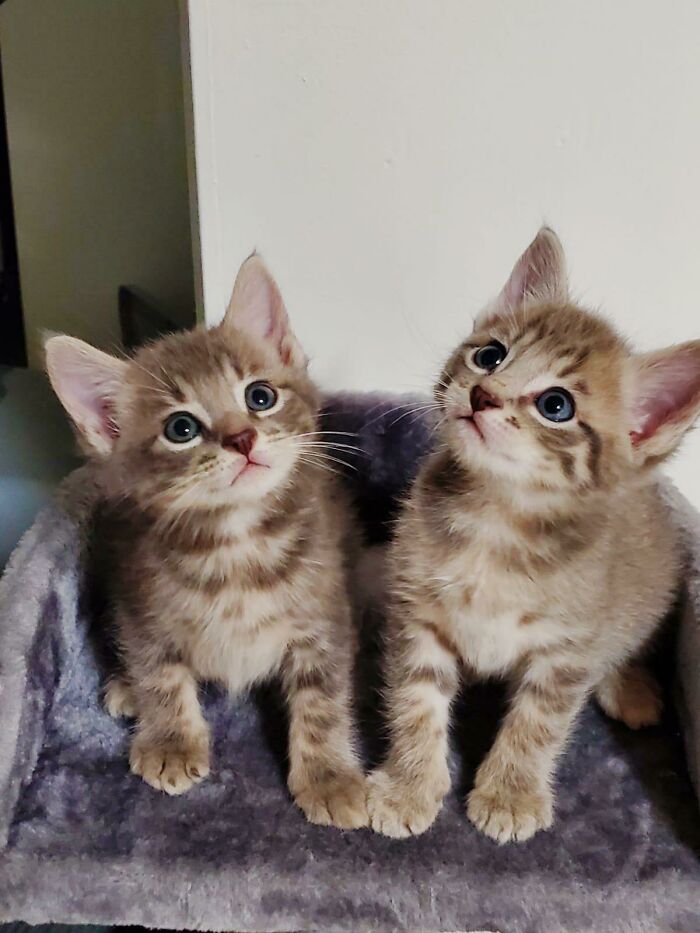 Adoptamos a estos chicos hace dos semanas. Conoce a Turk y J.d