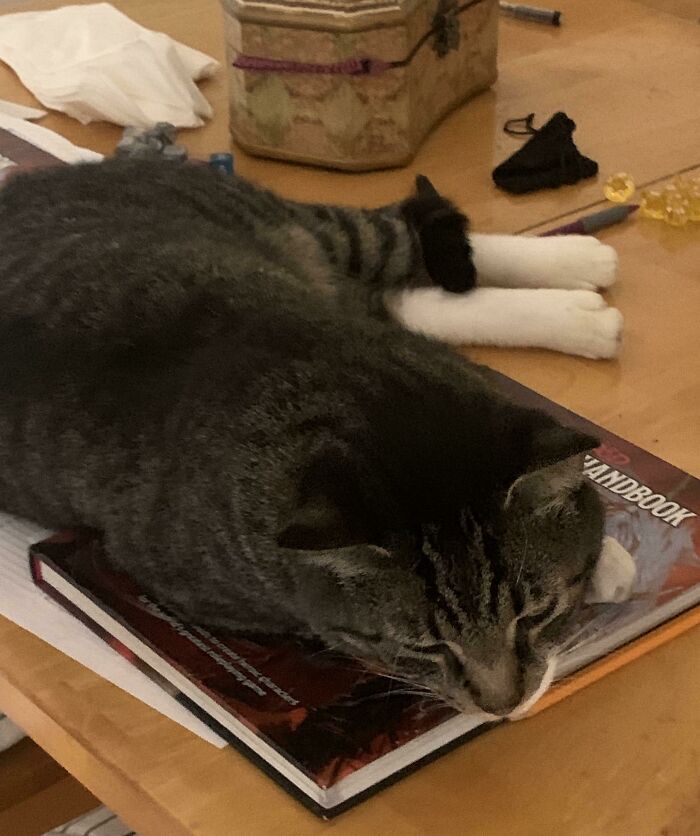 Adquirí a este chico fornido en un evento de adopción gratuita, ¡la mejor decisión! Ya le gustan los juegos de mesa......