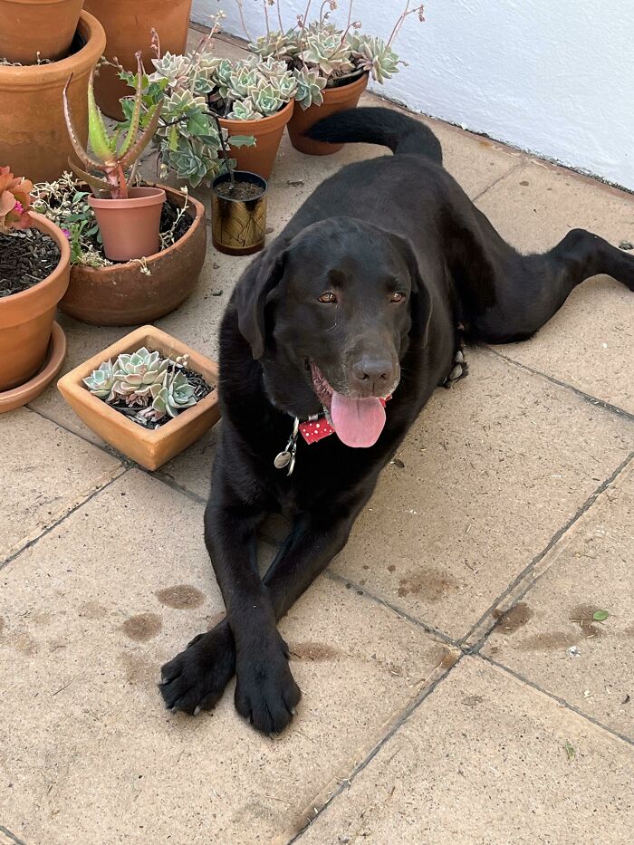 Este es Frank. Lo adoptamos hoy. Es tan tranquilo