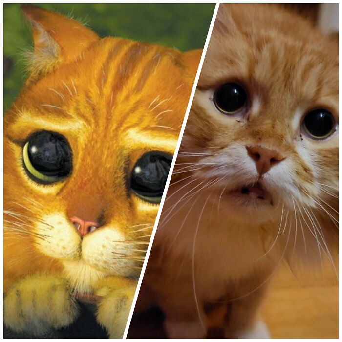 Estoy bastante seguro de haber adoptado la versión en la vida real del Gato con Botas
