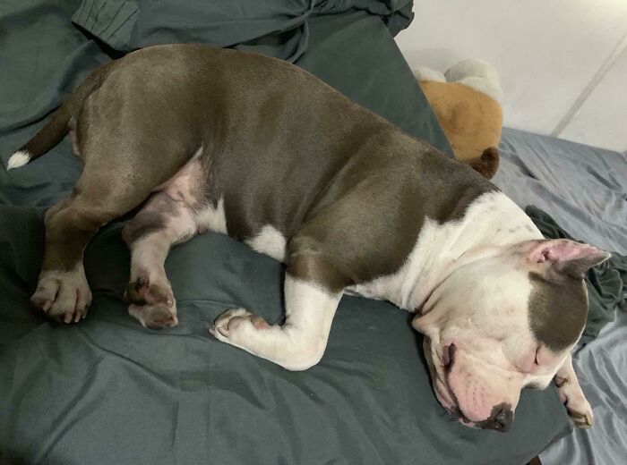 Adopté a una chica, los vecinos la llaman Pig (cerdita) Bull