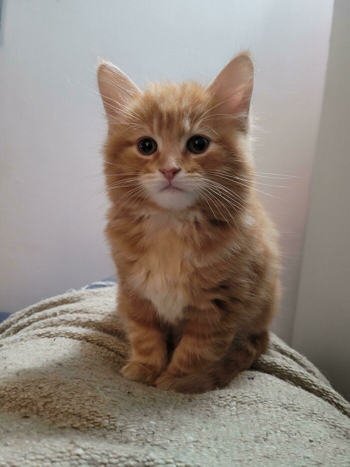 Acabo de adoptar a este chico. Se llama Milo.