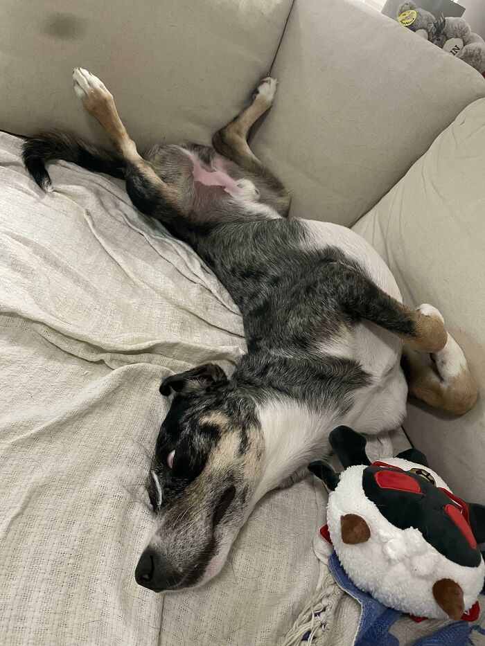 Día 7 de haber sido adoptado oficialmente, ahora le ha dado por dormir siempre así