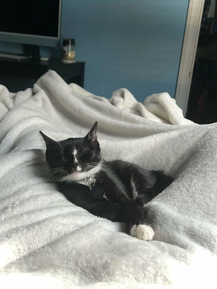 Acabo de romper después de 3 años de relación y mi pequeño bebé se ha acurrucado conmigo todo el día de hoy. Estoy más que agradecida. Justo lo adopté ayer