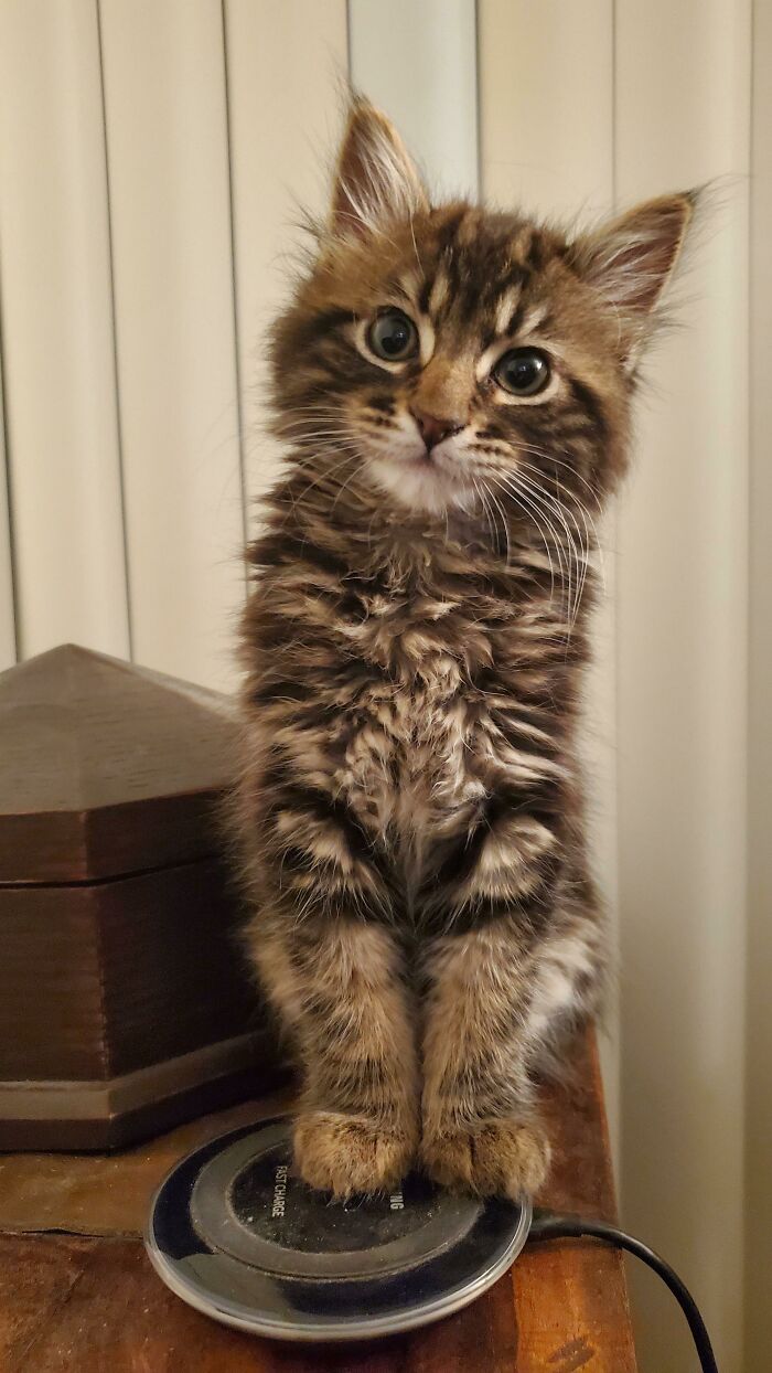 Recientemente adopté un gatito callejero que rescató mi amigo. Creo que es tan adorable. ¿Qué os parece? Actualmente le están saliendo los dientes