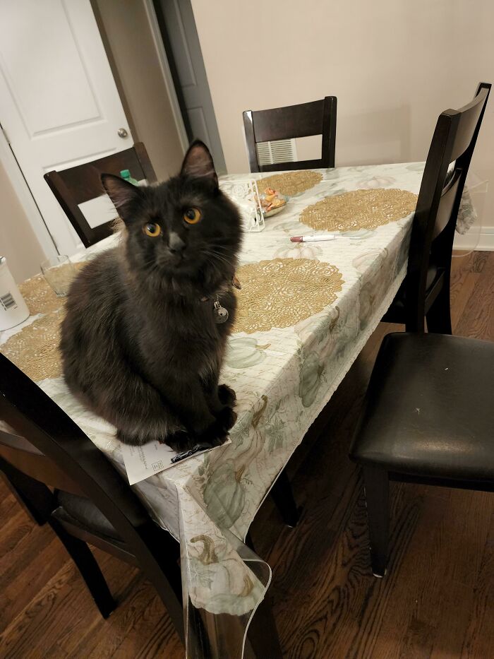 Aparentemente nadie en el refugio quería adoptar a este hermoso Main Coon porque "los gatos negros traen mala suerte". Os presento a Baba