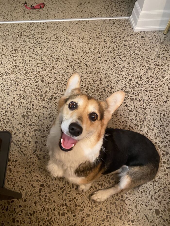 Acabo de adoptar a esta chica ¡¡Conoced a Maggie!!