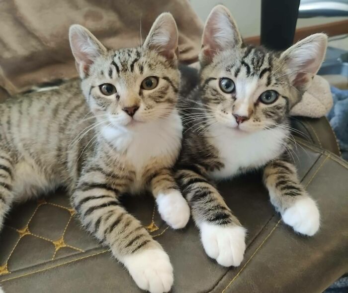 Mira a estos dos hermanitos que acabo de adoptar