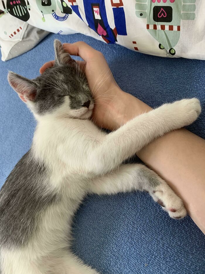 Pues ya han pasado 2 horas desde que adoptamos a nuestro chico Chester