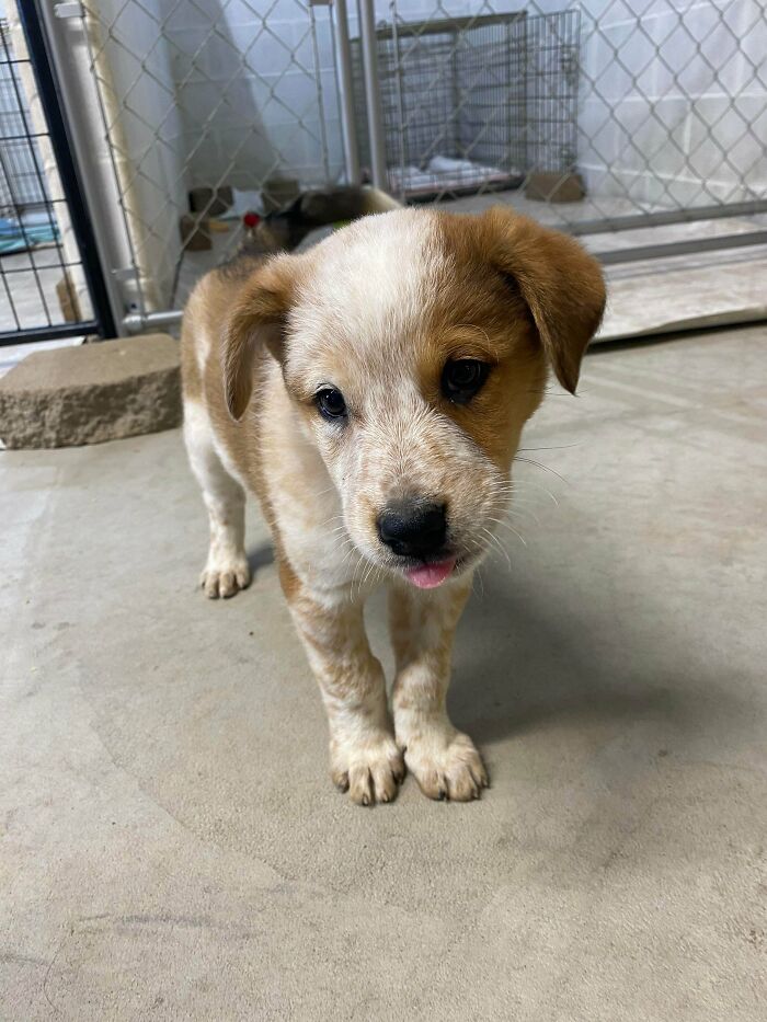 ¿Qué haces cuando tienes dos cruces de pastor australiano azulados? Adoptas uno rojo. Os presento a Bernie, el nuevo miembro de la familia