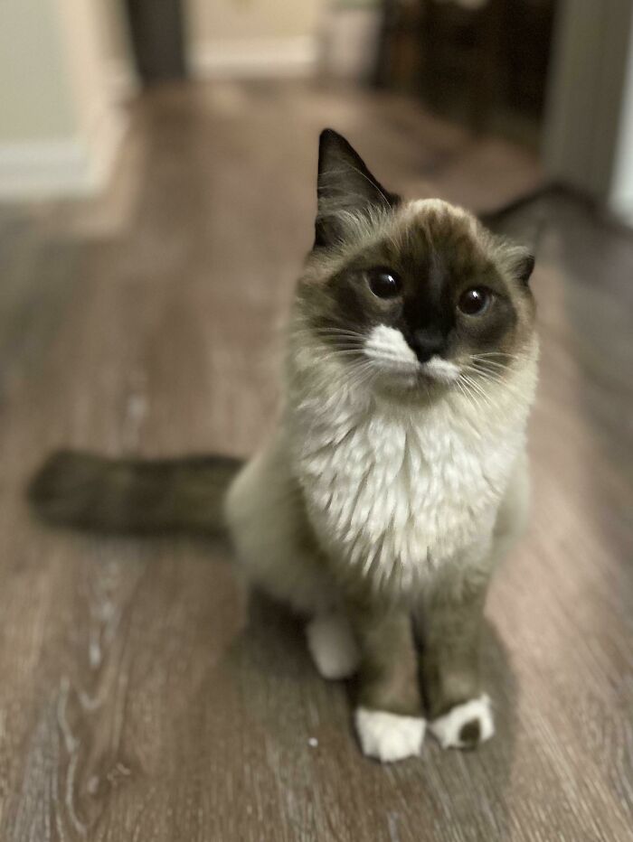 Adopté a la pequeña Maisie esta semana y ya es tan adorable