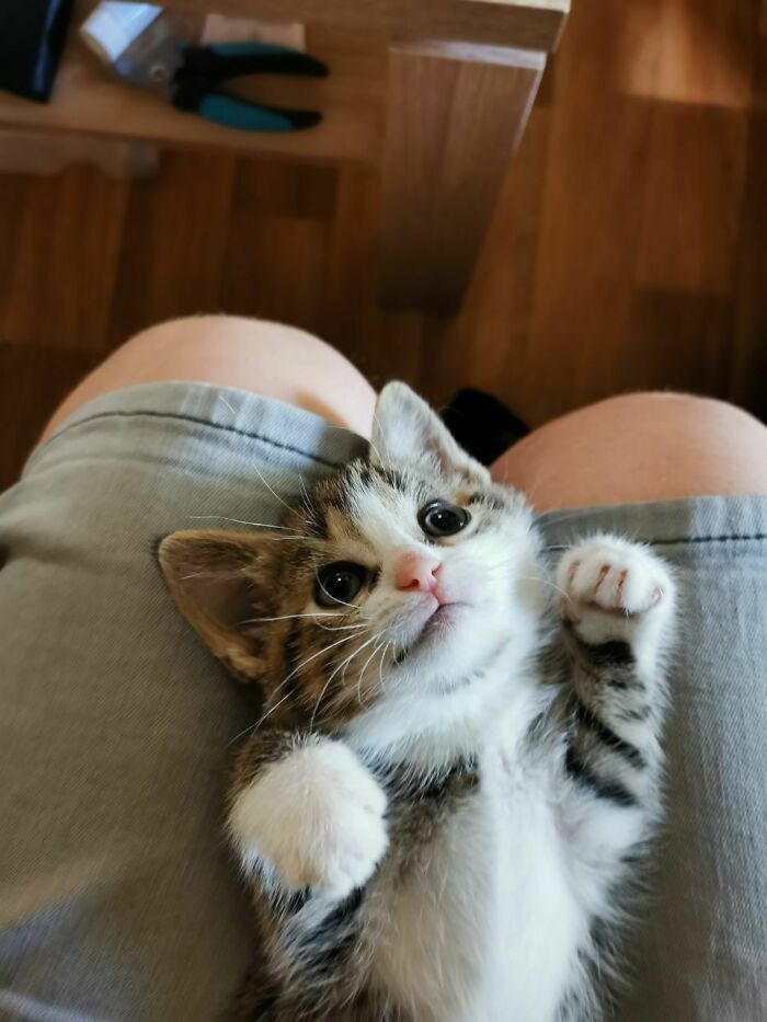 Rescatamos un gatito hace unas dos semanas. Su nombre es Mira