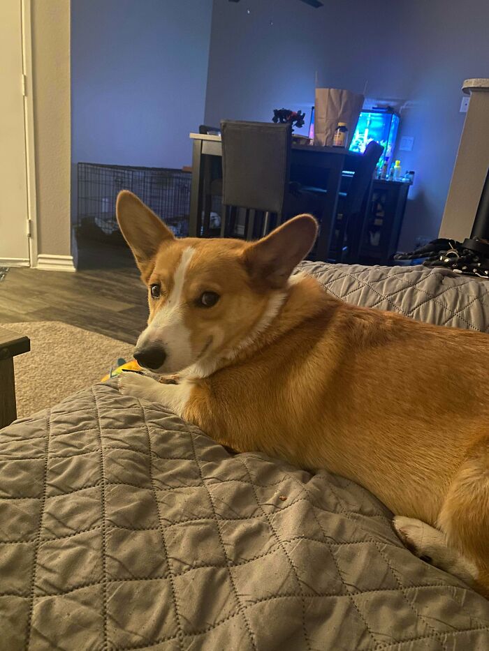 Rescaté el perro de mis sueños, un Corgi. Se pasó toda su vida encerrado en un garaje casi todo el día durante 2 años y tiene 0 socialización. Todavía no confía, y nos ha mordido a mi novio y a mí por miedo. Esperamos que se acerque pronto, está tratando de abrirse pero no se siente seguro