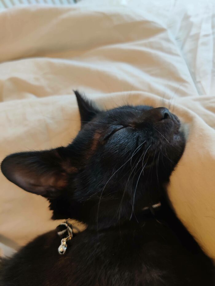 He querido un gato toda mi vida. Lo rescaté de un entorno doméstico abusivo, ¡este es Bagheera!