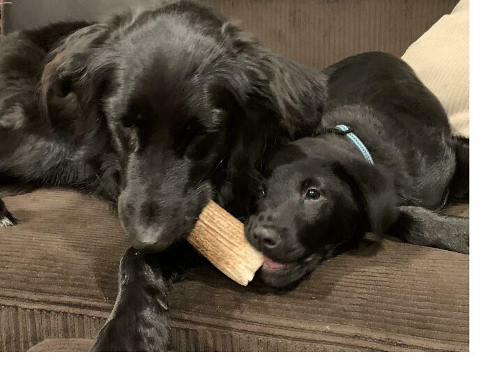 Después de perder a su hermano adoptado en mayo, estaba tan perdida y triste. Así que le adoptamos a un nuevo hermanito. Creo que le gusta