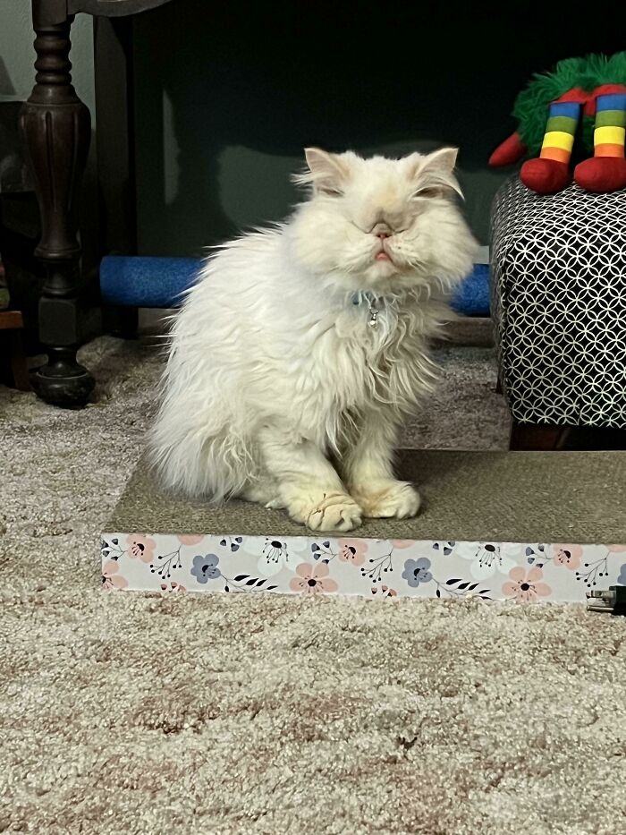 Os presento a Lola. La adoptamos la semana pasada. Fue rescatada del mercado de los viernes de Kuwait, es ciega y es el bebé más feliz del mundo